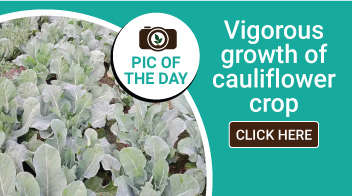 Vigorous growth of Cauliflower crop