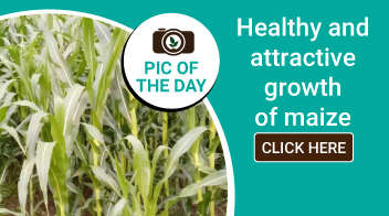 Healthy and attractive growth of maize