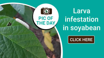 Larva infestation in soyabean