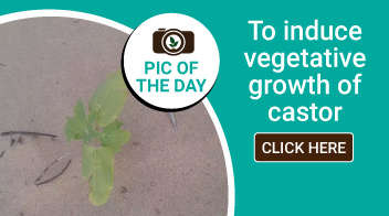 To induce vegetative growth of castor