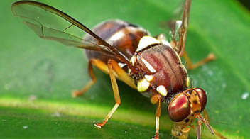 Fruit fly in bitter guard