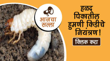 हळद पिकातील हुमणी किडीचे नियंत्रण!
