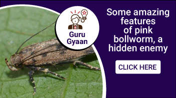 Some amazing features of pink bollworm, a hidden enemy