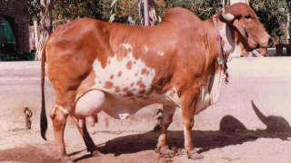 SBI Pashupalan Loan : ₹70,000 से लेकर ₹80,000 तक का लोन गाय और भैंस के लिए, जानिए पूरी जानकारी