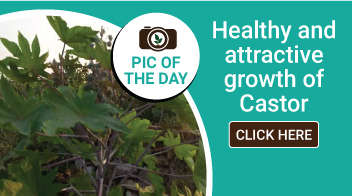 Healthy and attractive growth of Castor