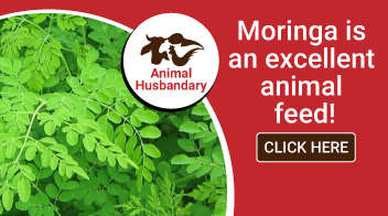 Moringa is an excellent animal feed!