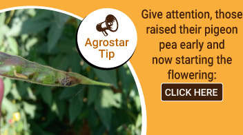 Give attention, those raised their pigeon pea early and now starting the flowering: 