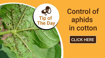 Control of aphids in cotton