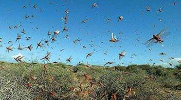 Union Minister of State for Agriculture claims, preparations to eliminate locusts as soon as they knock on the border