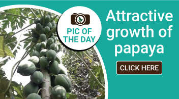 Attractive growth of papaya