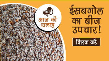 ईसबगोल का बीज उपचार!