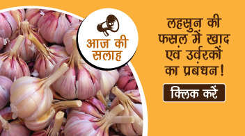 लहसुन की फसल में खाद एवं उर्वरकों का प्रबंधन!