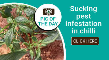 Sucking pest infestation in chilli