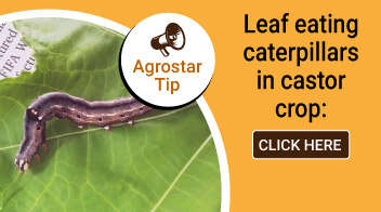 Leaf eating caterpillars in castor crop: