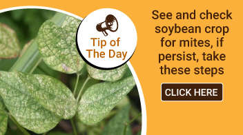 See and check soybean crop for mites, if persist, take these steps
