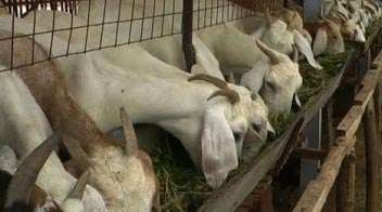 बकरी, भेड़ पालन के लिए सरकार दे रही 90% सब्सिडी