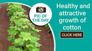 Healthy and attractive growth of cotton