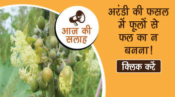 अरंडी की फसल में फूलों से फल का न बनना!