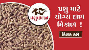 પશુ માટે યોગ્ય દાણ મિશ્રણ !