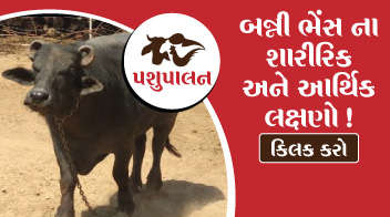 બન્ની ભેંસ ના શારીરિક અને આર્થિક લક્ષણો !
 