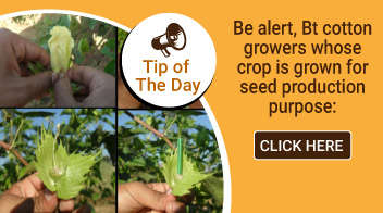 Be alert, Bt cotton growers whose crop is grown for seed production purpose: