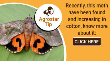 Recently, this moth have been found and increasing in cotton, know more about it !