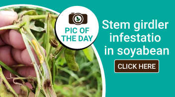 Stem girdler infestation in soyabean