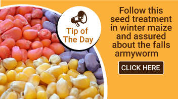 Follow this seed treatment in winter maize and assured about the falls armyworm: