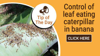 Control of leaf eating caterpillar in banana 