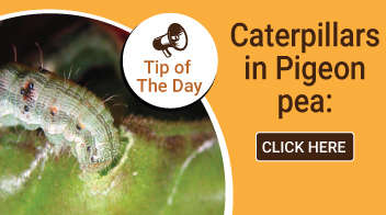 Caterpillars in Pigeon pea: