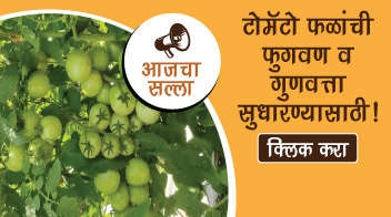 🍅 टोमॅटो फळांची फुगवण व गुणवत्ता सुधारण्यासाठी!🍅
