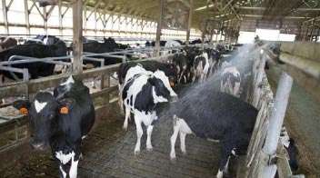 Scientific Treatment of Cattle in summer