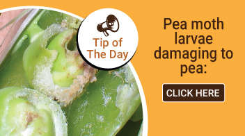 Pea moth larvae damaging to pea: