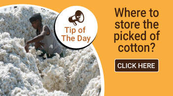 Where to store the picked of cotton?