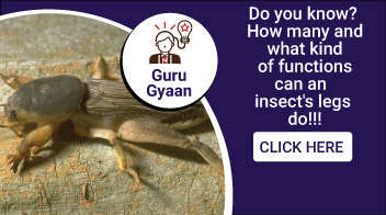 Do you know? How many and what kind of functions 
can an insect's legs do!!!!!