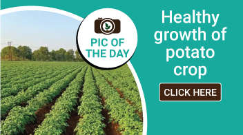Healthy growth of potato crop