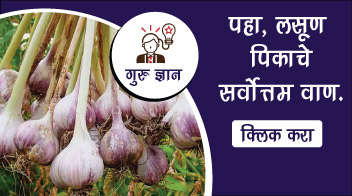 लसूण पिकाची लागवड करताय? जाणून घ्या! कोणते आहे सर्वोत्तम वाण..