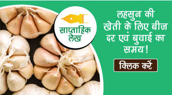 लहसुन की खेती के लिए बीज दर एवं बुवाई का समय!