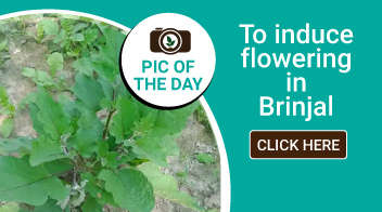 To induce flowering in Brinjal 