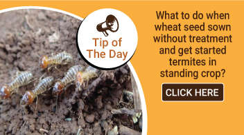 What to do when wheat seed sown without treatment and get started termites in standing crop?