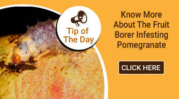 Know more about the fruit borer infesting pomegranate