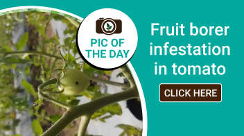 Fruit borer infestation in tomato 