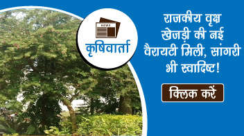 राजकीय वृक्ष खेजड़ी की नई वैरायटी मिली, सांगरी भी स्वादिष्ट!