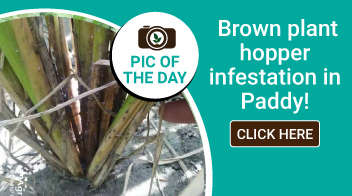 Brown plant hopper infestation in Paddy 