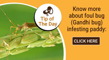 Know more about foul bug (Gandhi bug) infesting paddy: