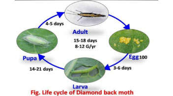 Life Cycle Of diamondback Moth
