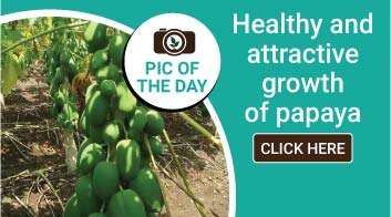 Healthy and attractive growth of papaya
