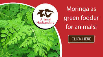 Moringa as green fodder for animals!
