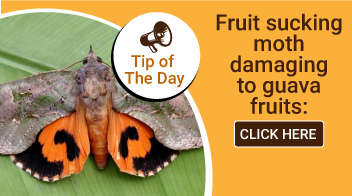 Fruit sucking moth damaging to guava fruits: