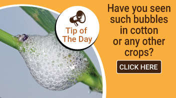 Have you seen such bubbles in cotton or any other crops?